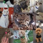 Nylon Collar Reflective Custom Personalized ID Free Engraving Cat Small Dog Cute Nylon Adjustable for Puppy Kittens Necklace