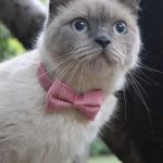 Velvet Cat Collar Bowknot Adjustable Safety Buckle Gatos Bow Tie Cat Accessories Collar for Cats with Bell Solid Color