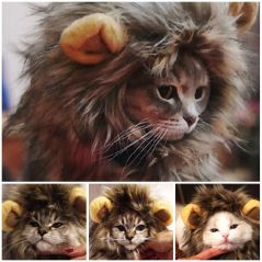 Funny Pet Small Dog Cat Costume Lion Mane Wig Cap Hat for Cat Dog Halloween Christmas Clothes Fancy Dress with Ears Pet Clothes