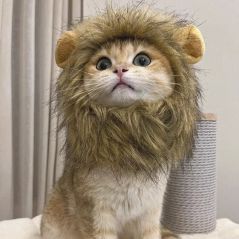 Playful Cat Wig Lion Mane Cosplay Hat - Cute Pet Clothes Cap with Ears for Dogs and Kittens