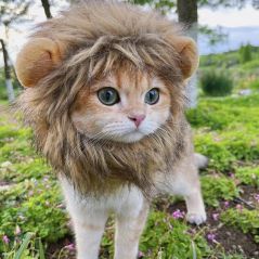 Playful Cat Wig Lion Mane Cosplay Hat - Cute Pet Clothes Cap with Ears for Dogs and Kittens