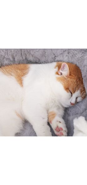 HOOPET Cat Bed House Soft Plush Kennel Puppy Cushion Small Dogs Cats Nest Winter Warm Sleeping Pet Dog Bed Pet Mat Supplies