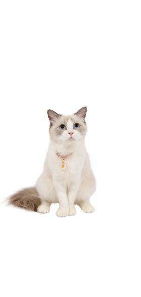 Japanese style adjustable pet collar flower hollow bell cat dog harness rabbit leash coleira cachorro perros de gato accessories