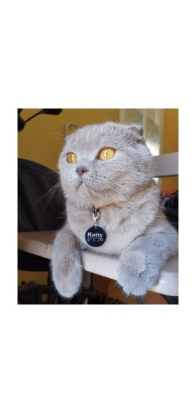 New 1pcs cat dog ID tag Free engraving dog Collar pet Charm Pet name pendant Bone Necklace Collar Puppy cat collar accessory