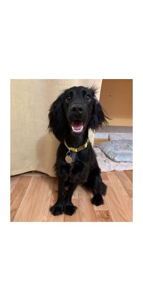 New 1pcs cat dog ID tag Free engraving dog Collar pet Charm Pet name pendant Bone Necklace Collar Puppy cat collar accessory