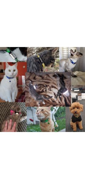 Nylon Collar Reflective Custom Personalized ID Free Engraving Cat Small Dog Cute Nylon Adjustable for Puppy Kittens Necklace