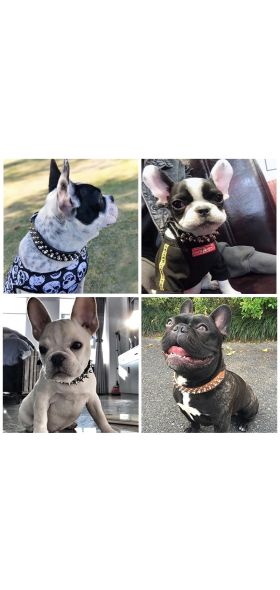 Adjustable Leather Pet Dog collar Neck Strap Supplies PU Leather Punk Rivet Spiked Dog Collar Pet Collars For Small Dog Cat