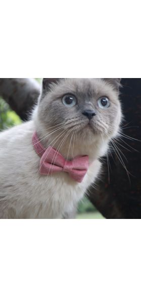 Velvet Cat Collar Bowknot Adjustable Safety Buckle Gatos Bow Tie Cat Accessories Collar for Cats with Bell Solid Color