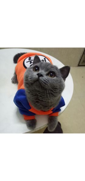 Fashion Pet Cat Costume Summer Cat Vest Hoodie Cozy Mascoats Gotos Clothes for Cats Katten Coat Kedi Clothing Sweatshirt Outfit