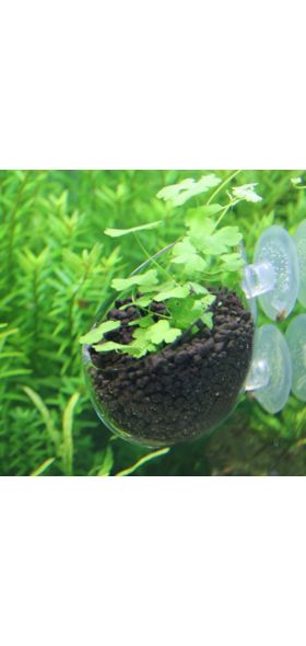 Nicrew Aquarium decoration fish tank Mini Crystal Glass Pot Polka Water potted planting cylinder cup aquarium accessories